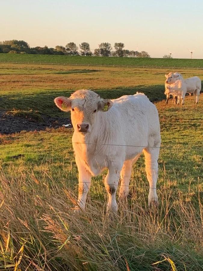 Ferienwohnung Hein Am Nordseedeich Butjadingen Eksteriør billede